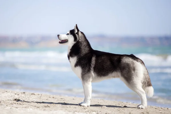 Adulto Husky Cão Divertindo Mar Costa — Fotografia de Stock