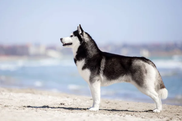 海岸で遊んでいる大人のハスキー犬 — ストック写真