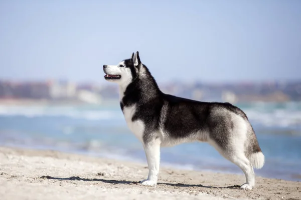 Adulto Husky Cão Divertindo Mar Costa — Fotografia de Stock