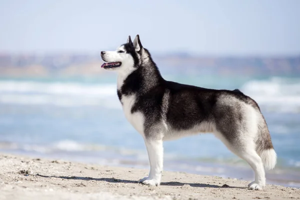 Adult Husky Dog Having Fun Sea Shore — Stock Photo, Image