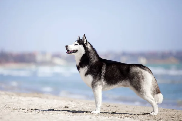 Dospělý Husky Pes Baví Břehu Moře — Stock fotografie