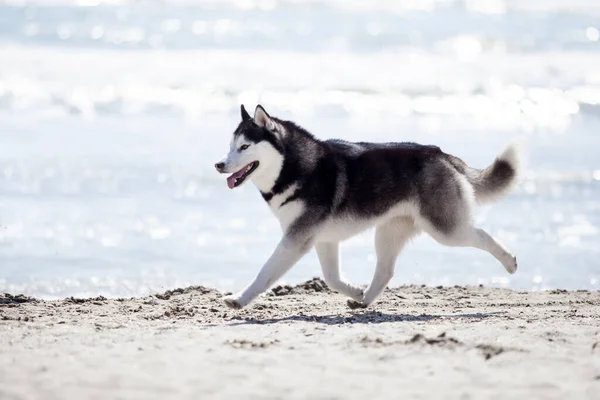 Dorosłych Husky Pies Zabawy Brzegu Morza — Zdjęcie stockowe