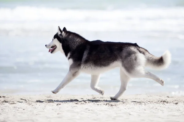 Dorosłych Husky Pies Zabawy Brzegu Morza — Zdjęcie stockowe