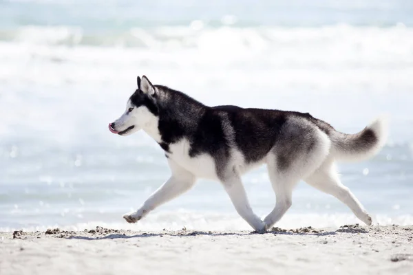 Dorosłych Husky Pies Zabawy Brzegu Morza — Zdjęcie stockowe