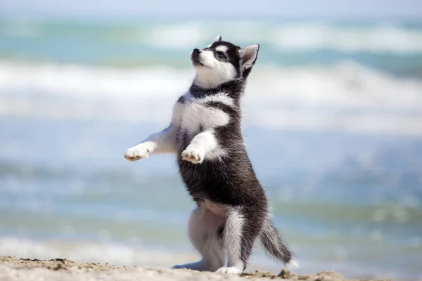 Cute Husky Puppy Having Fun Sea Shore — Stock Photo, Image