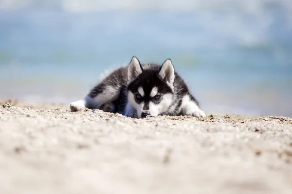 Şirin Köpek Yavrusu Deniz Kıyısında Eğleniyor — Stok fotoğraf
