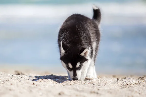 Słodkie Husky Szczeniak Mając Zabawy Brzegu Morza — Zdjęcie stockowe