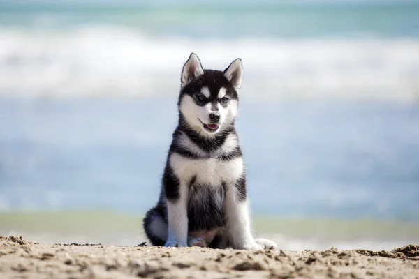 Słodkie Husky Szczeniak Mając Zabawy Brzegu Morza — Zdjęcie stockowe