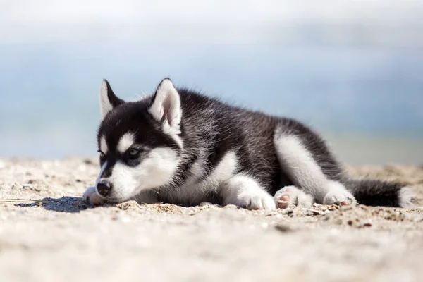 Lindo Husky Cachorro Divertirse Orilla Del Mar —  Fotos de Stock