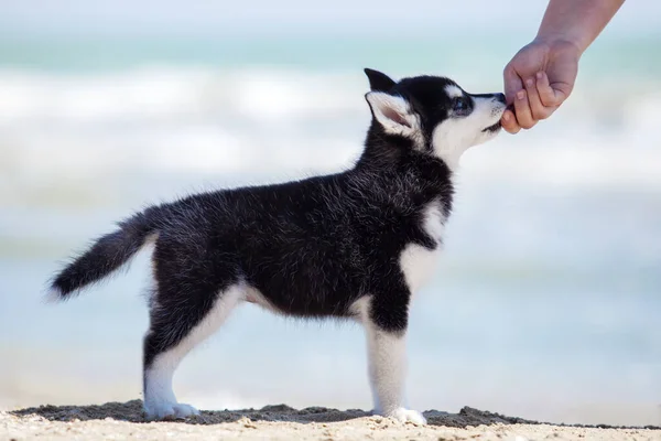 Lindo Husky Cachorro Divertirse Orilla Del Mar — Foto de Stock