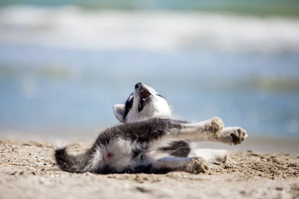 Roztomilý Husky Štěně Baví Břehu Moře — Stock fotografie