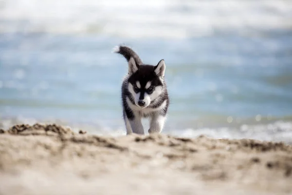 Aranyos Husky Kiskutya Szórakozás Tenger Partján — Stock Fotó