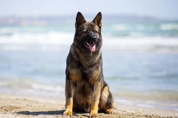 German shepherd dog on sea shore