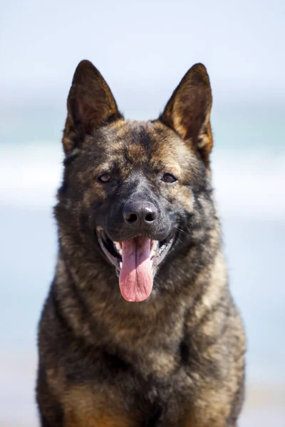 German Shepherd Dog Sea Shore — Stock Photo, Image