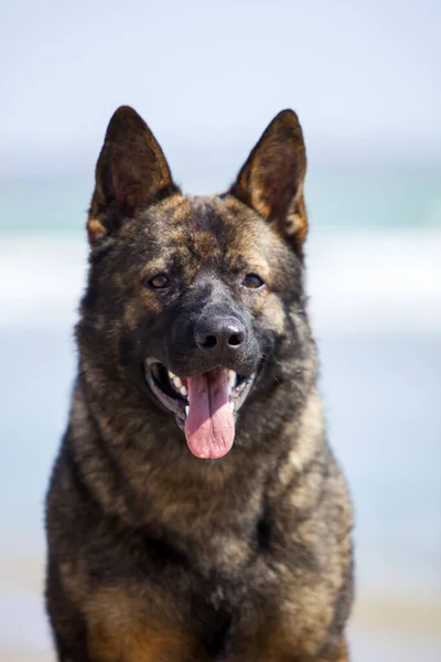 German Shepherd Dog Sea Shore — Stock Photo, Image