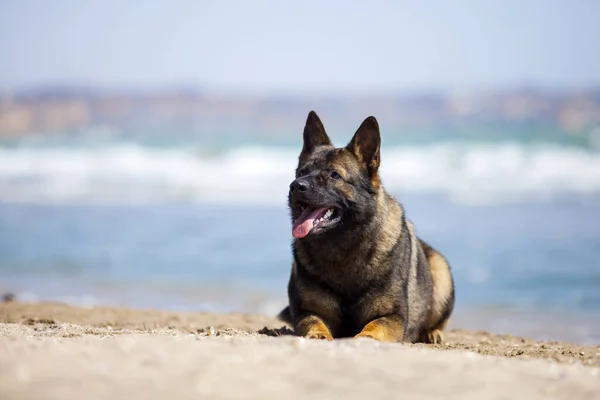 Deniz Kıyısında Alman Çoban Köpeği — Stok fotoğraf