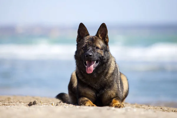 German Shepherd Dog Sea Shore — Stock Photo, Image
