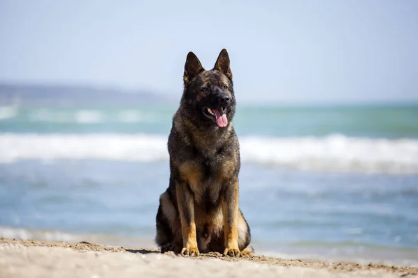 German shepherd dog on sea shore