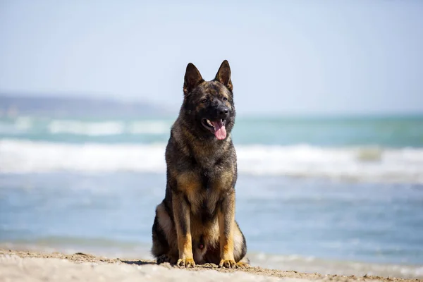Tysk Herdehund Stranden — Stockfoto