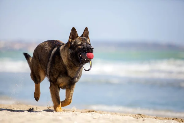 Deniz Kıyısında Alman Çoban Köpeği — Stok fotoğraf