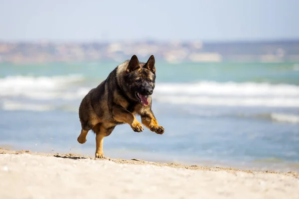 Tatlı Alman Çoban Köpeği Kumsalda Oynuyor — Stok fotoğraf