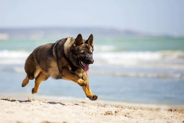 Cute Dog German Shepherd Playing Beach — Stock Photo, Image