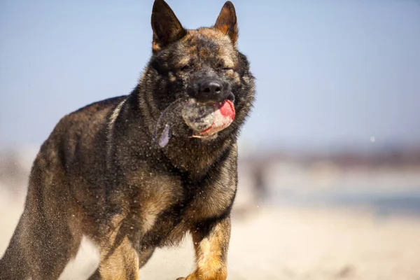 Cute Dog German Shepherd Playing Beach — Stock Photo, Image