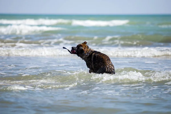 Alman Çoban Köpeği Denizde Eğleniyor — Stok fotoğraf