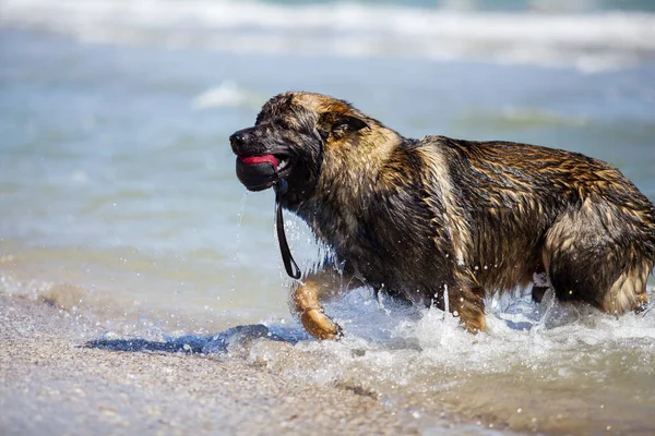 Alman Çoban Köpeği Denizde Eğleniyor — Stok fotoğraf