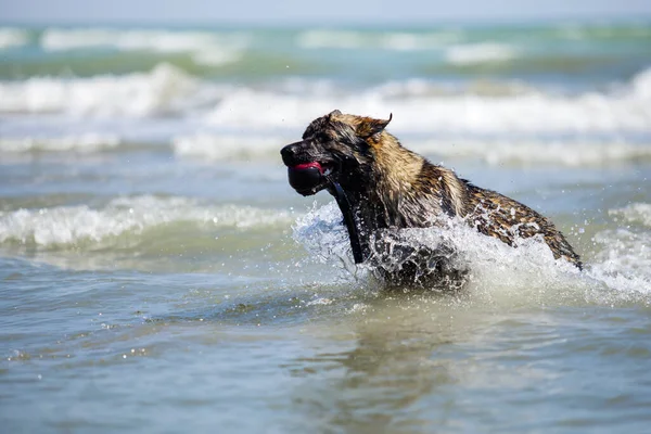 Schäferhund Hat Spaß Meer — Stockfoto