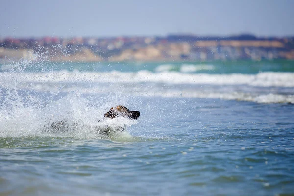 Alman Çoban Köpeği Denizde Eğleniyor — Stok fotoğraf