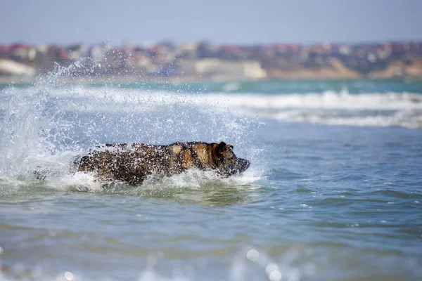 Alman Çoban Köpeği Denizde Eğleniyor — Stok fotoğraf