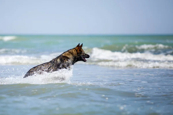 Schäferhund Hat Spaß Meer — Stockfoto