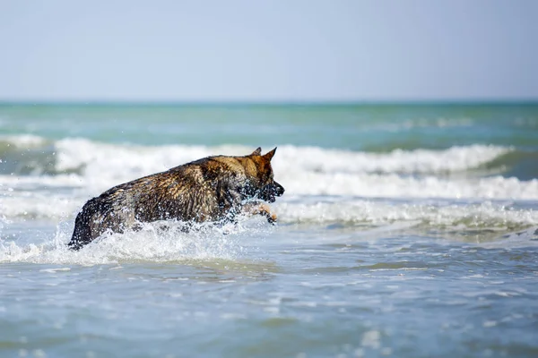 Duits Herder Zwemmen Zee — Stockfoto