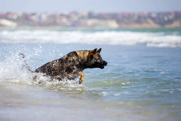 Schäferhund Schwimmt Meer — Stockfoto