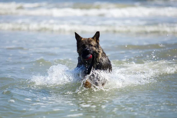 Alman Çoban Köpeği Denizde Yüzüyor — Stok fotoğraf