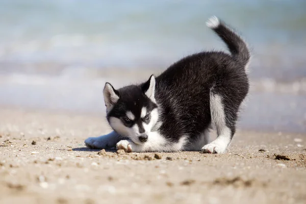 Siberiano Husky Cachorro Aire Libre — Foto de Stock