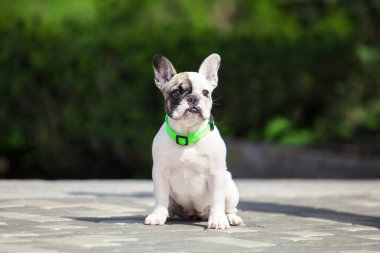 Parkta yürüyüş yapan sevimli Fransız bulldog.