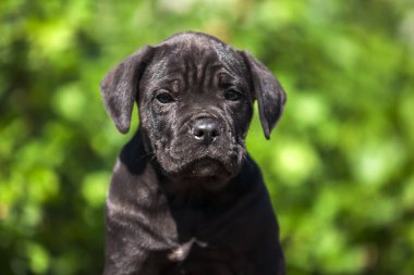 Corso köpeğinin portresini kapat.