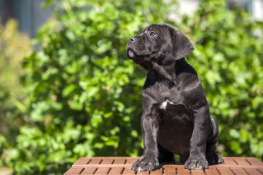 Corso köpeğinin portresini kapat.
