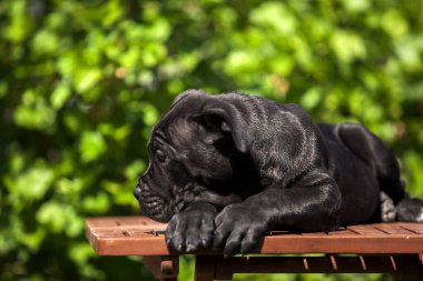 Corso köpeğinin portresini kapat.
