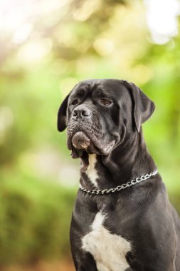 İtalyan Cane Corso köpeği açık havada