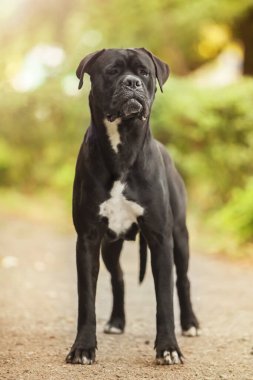 İtalyan Cane Corso köpeği açık havada