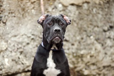 İtalyan Cane Corso köpeği açık havada