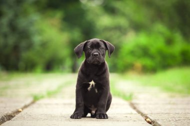 Şirin Puppy Cane Corso açık havada