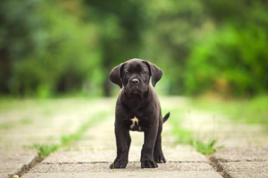 Şirin Puppy Cane Corso açık havada