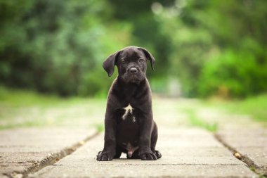 Şirin Puppy Cane Corso açık havada