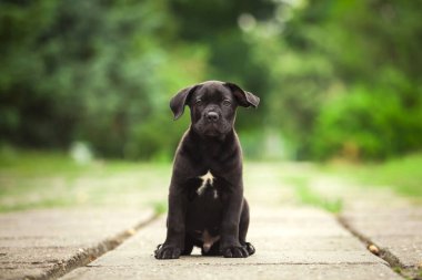 Şirin Puppy Cane Corso açık havada