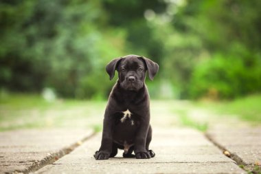 Şirin Puppy Cane Corso açık havada