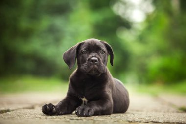 Şirin Puppy Cane Corso açık havada